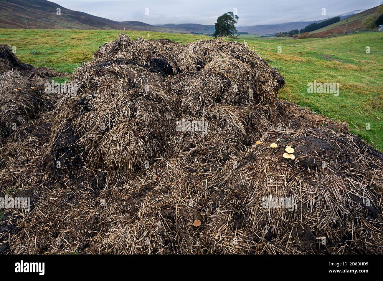 Paesaggio primo piano immagine di funghi che crescono su sterco mucchio in campo, autunno, Glen Clova, Angus, Scozia, Regno Unito Foto Stock
