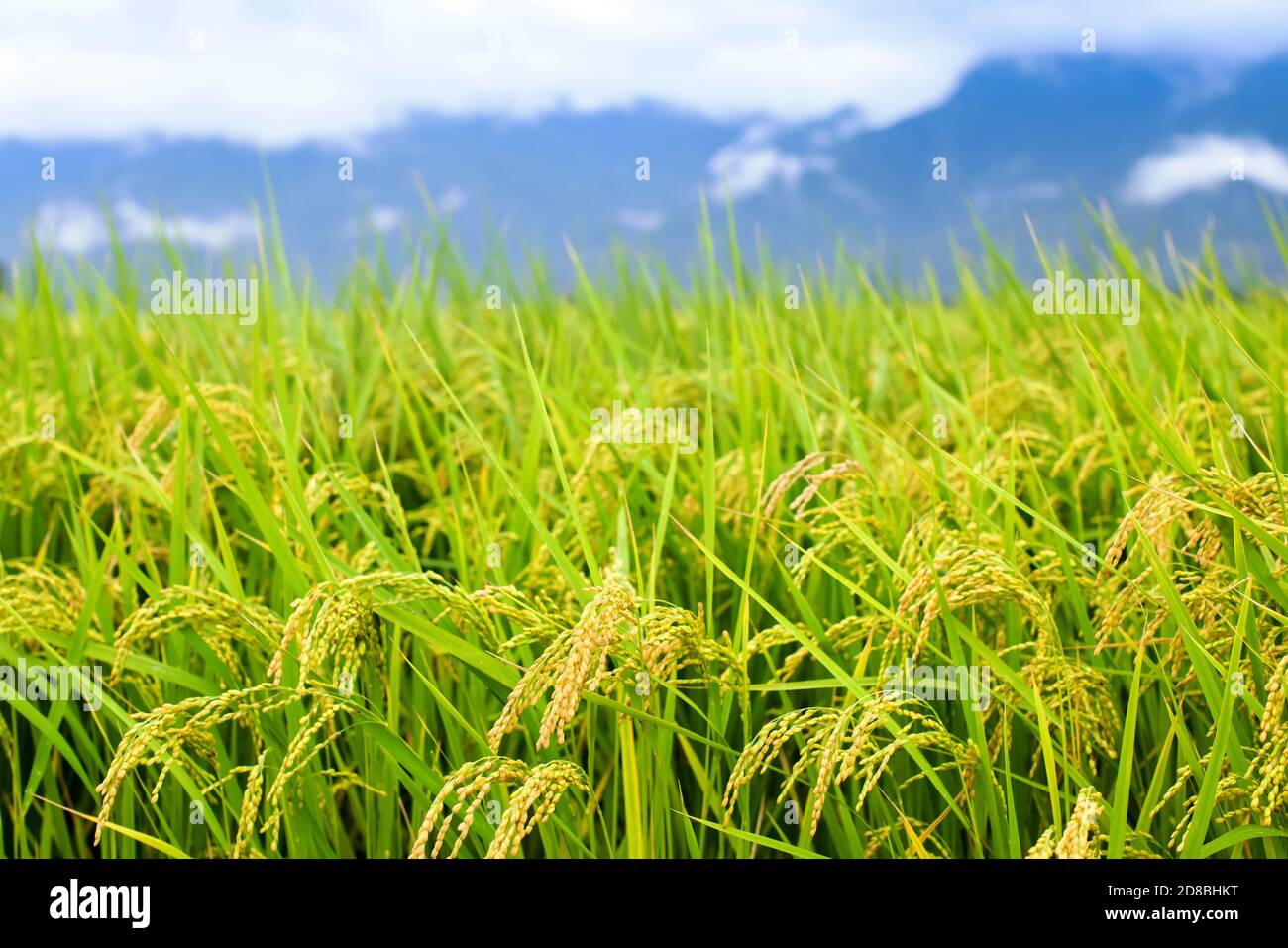 Close up giallo verde campo di riso Foto Stock