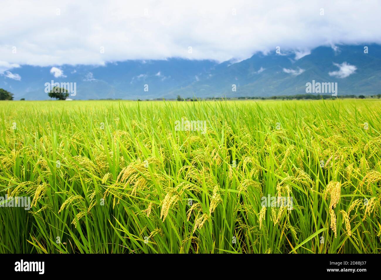 Close up giallo verde campo di riso Foto Stock
