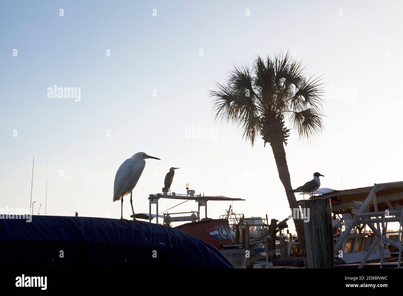 Uccelli perch e volare vicino Anna Maria Island in Florida, Stati Uniti. Foto Stock