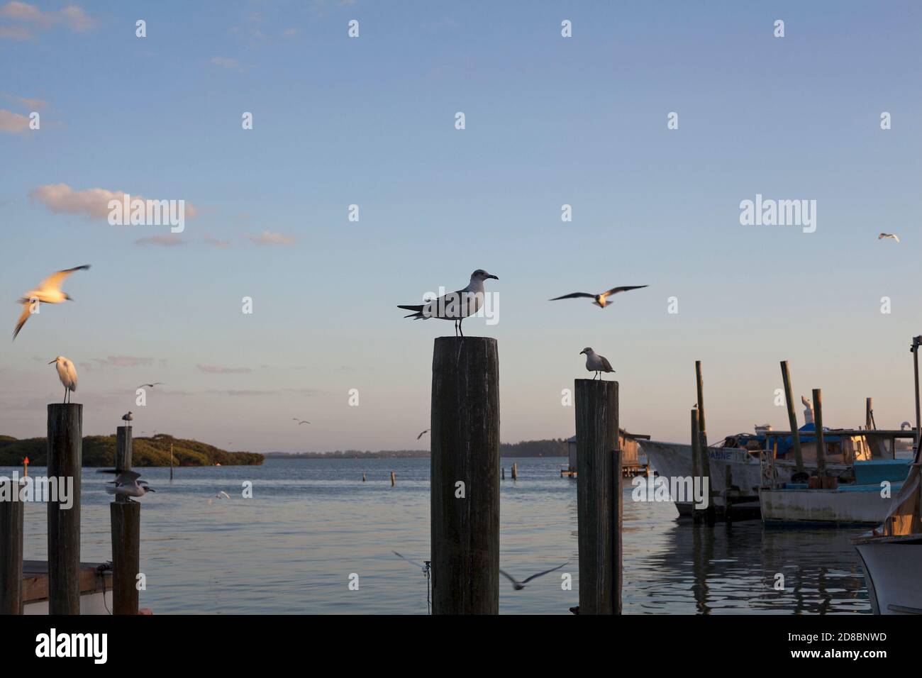 Uccelli perch e volare vicino Anna Maria Island in Florida, Stati Uniti. Foto Stock