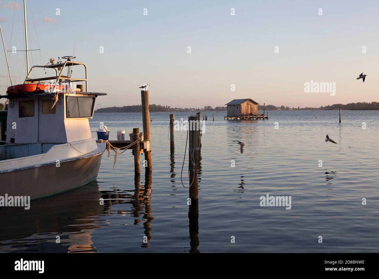 Uccelli perch e volare vicino Anna Maria Island in Florida, Stati Uniti. Foto Stock