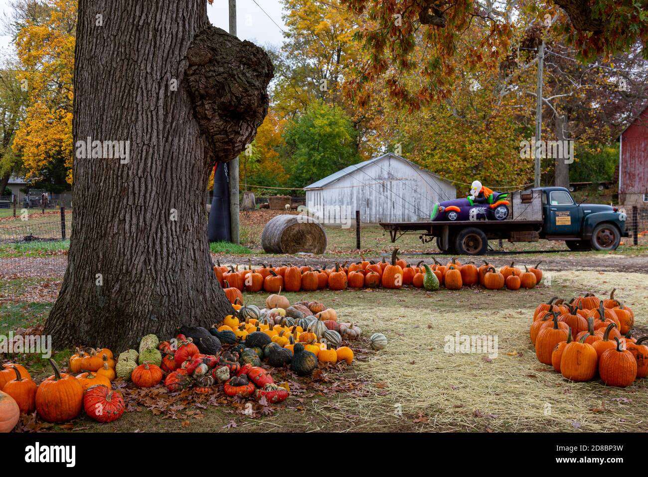 Zucche in vendita accanto ad un albero con un burl al Cedar Creek produce negozio a Leo-Cedarville, Indiana, Stati Uniti. Foto Stock