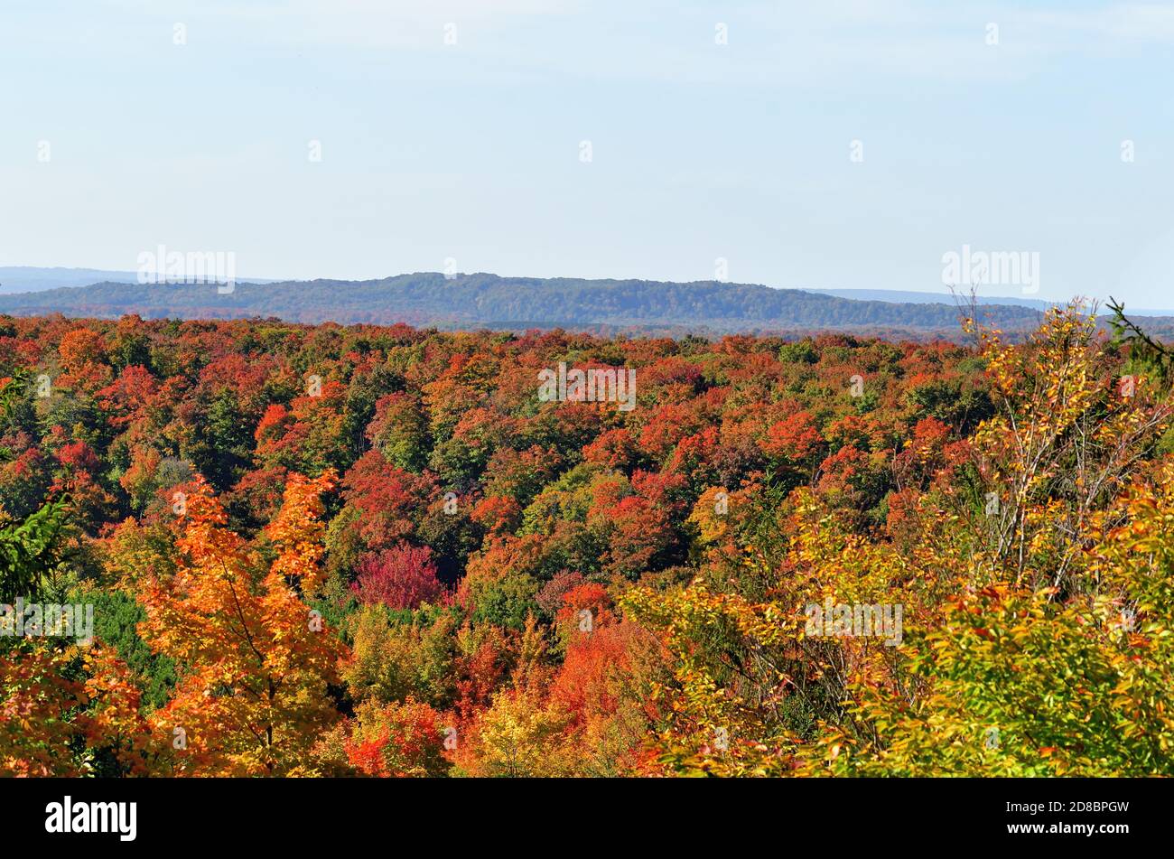 Empire, Michigan, Stati Uniti. I colori dell'autunno esplodono sulla scena all'interno di una foresta vicino a Empire nel Michigan occidentale. Foto Stock