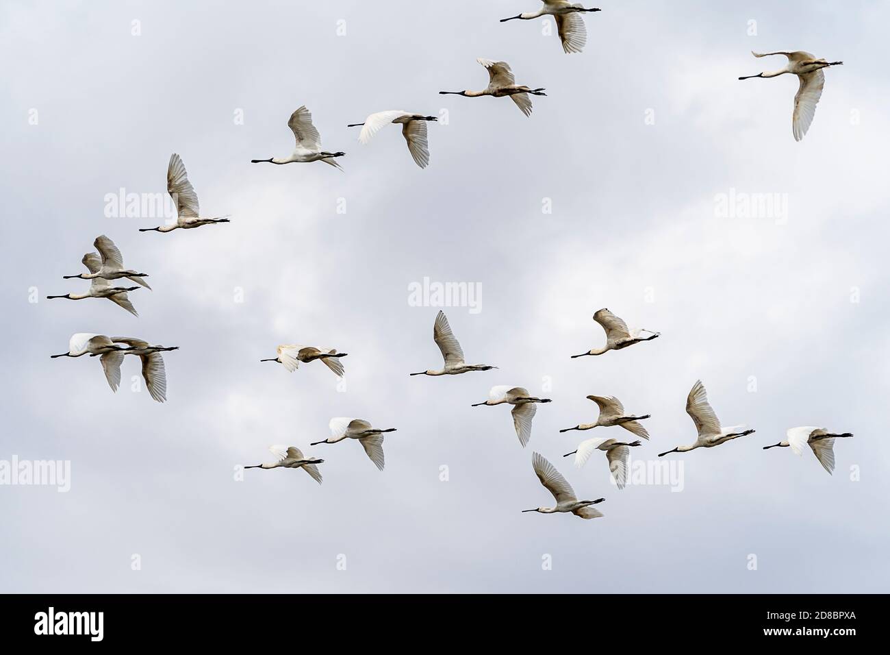 Flock of Royal spoonbill (Platalea regia) in volo, St Lawrence Wetlands, Queensland del Nord, Australia Foto Stock