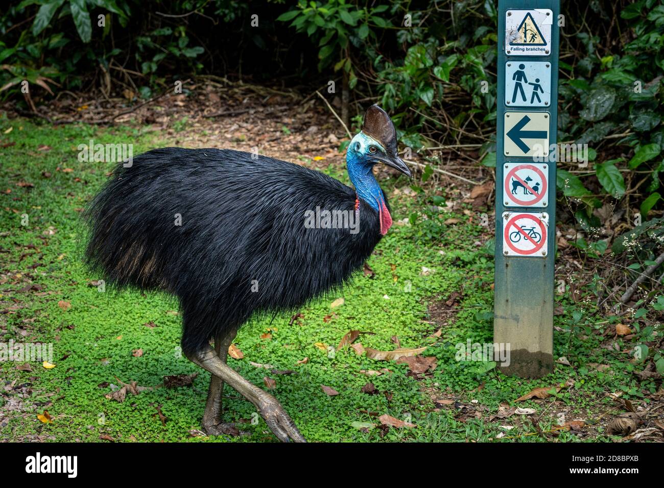 Casuario meridionale (Casuarius casuarius) Foto Stock