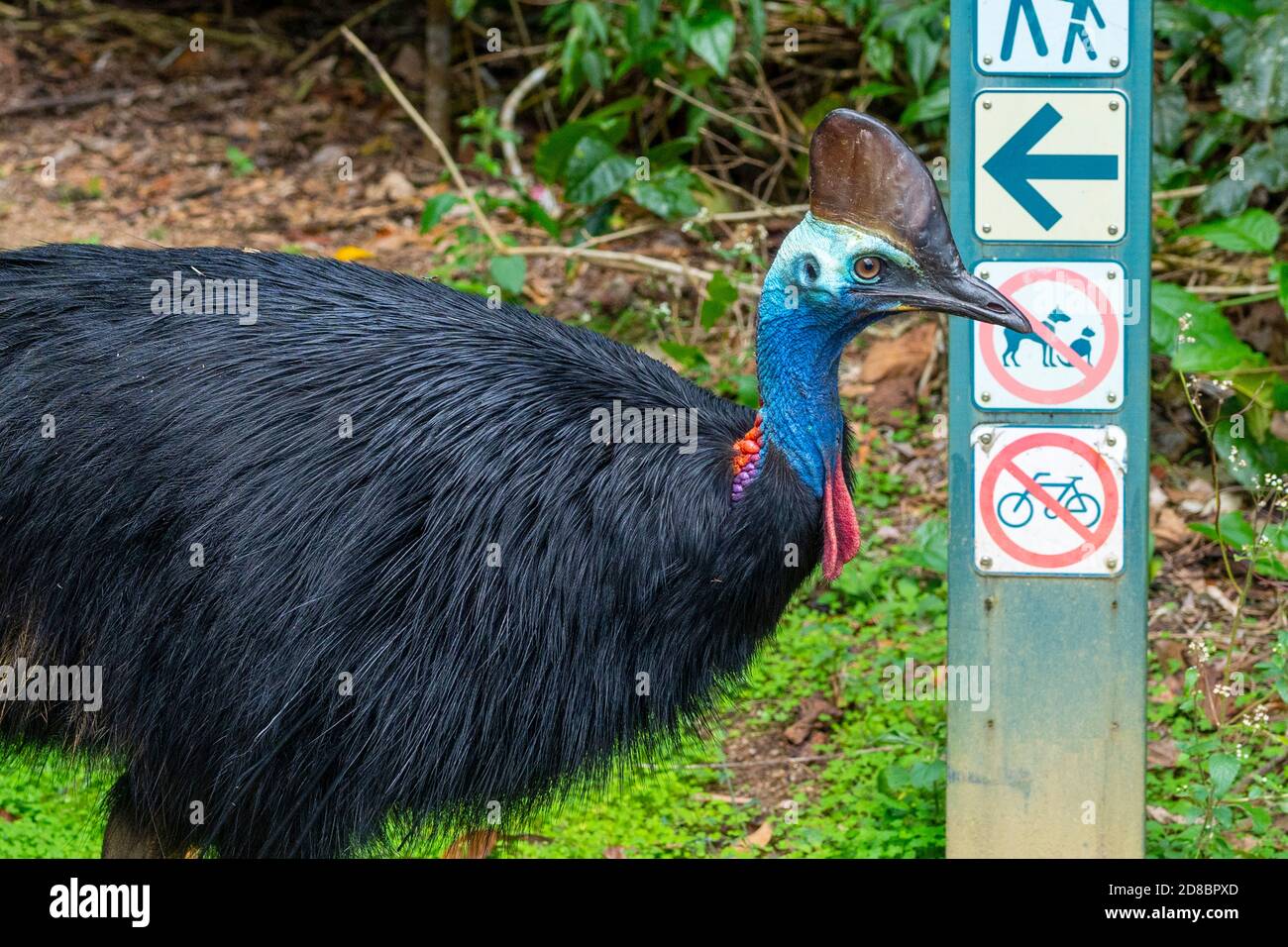 Casuario meridionale (Casuarius casuarius) Foto Stock