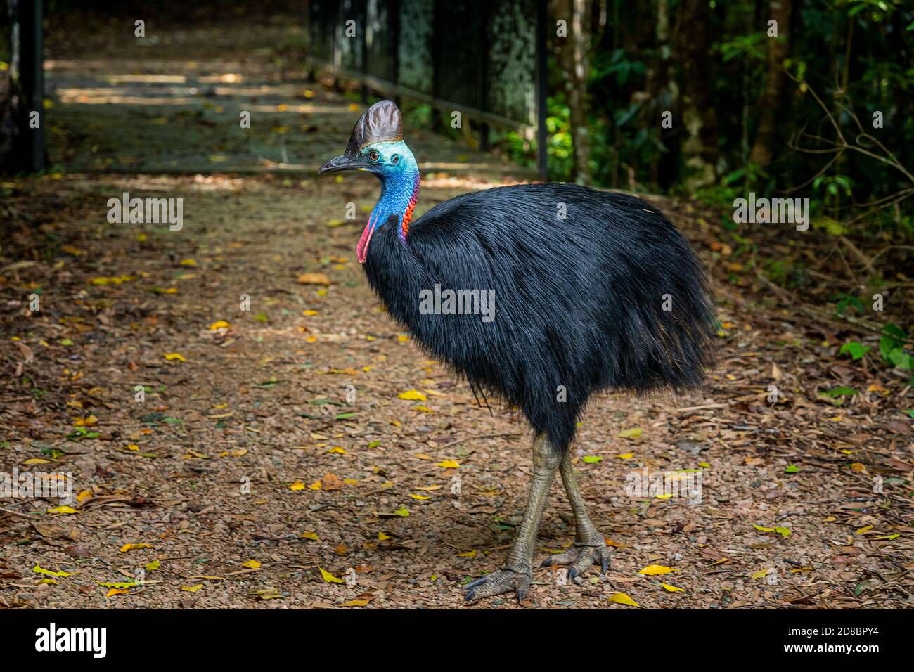 Casuario meridionale (Casuarius casuarius) Foto Stock