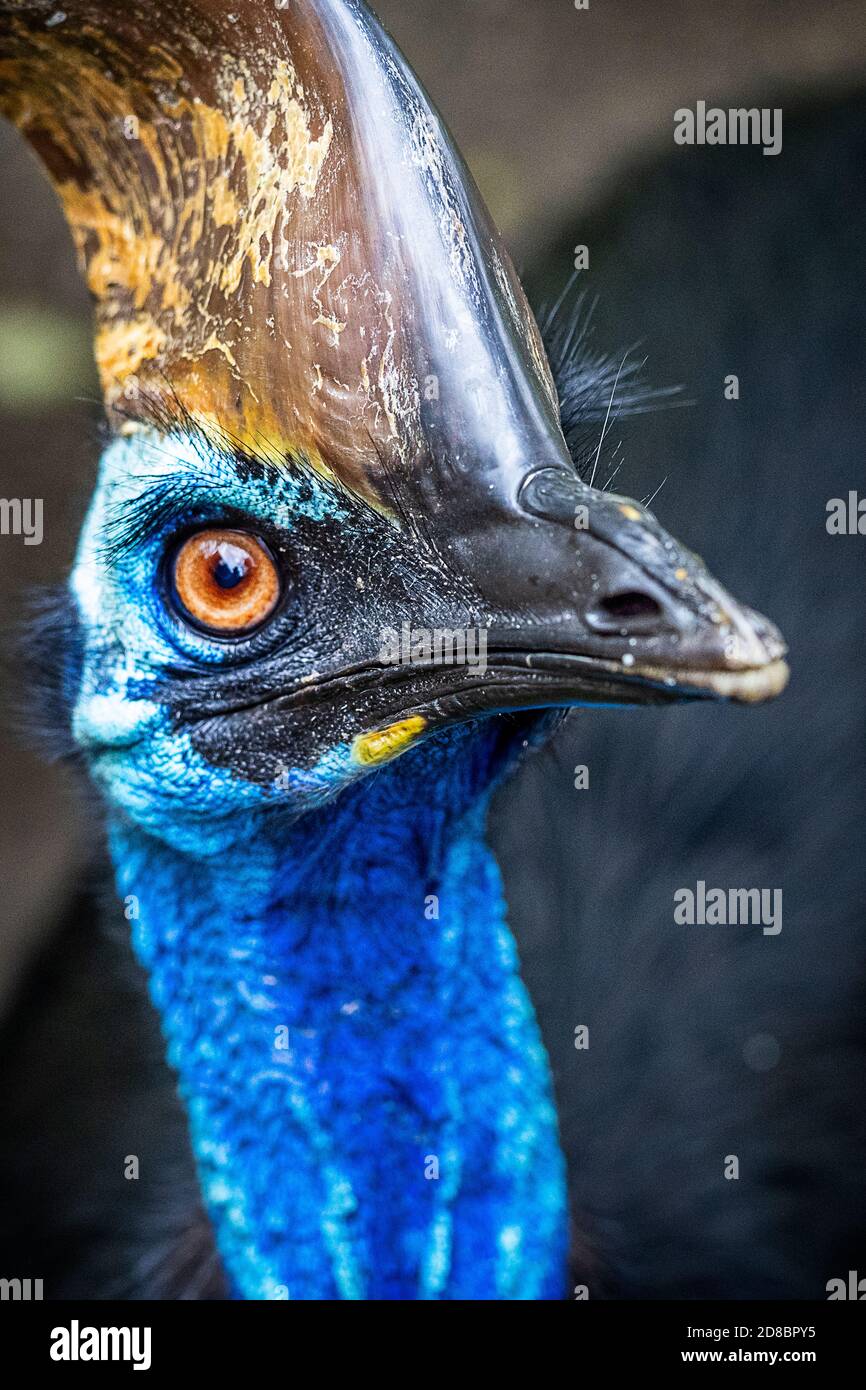 Casuario meridionale (Casuarius casuarius) Foto Stock