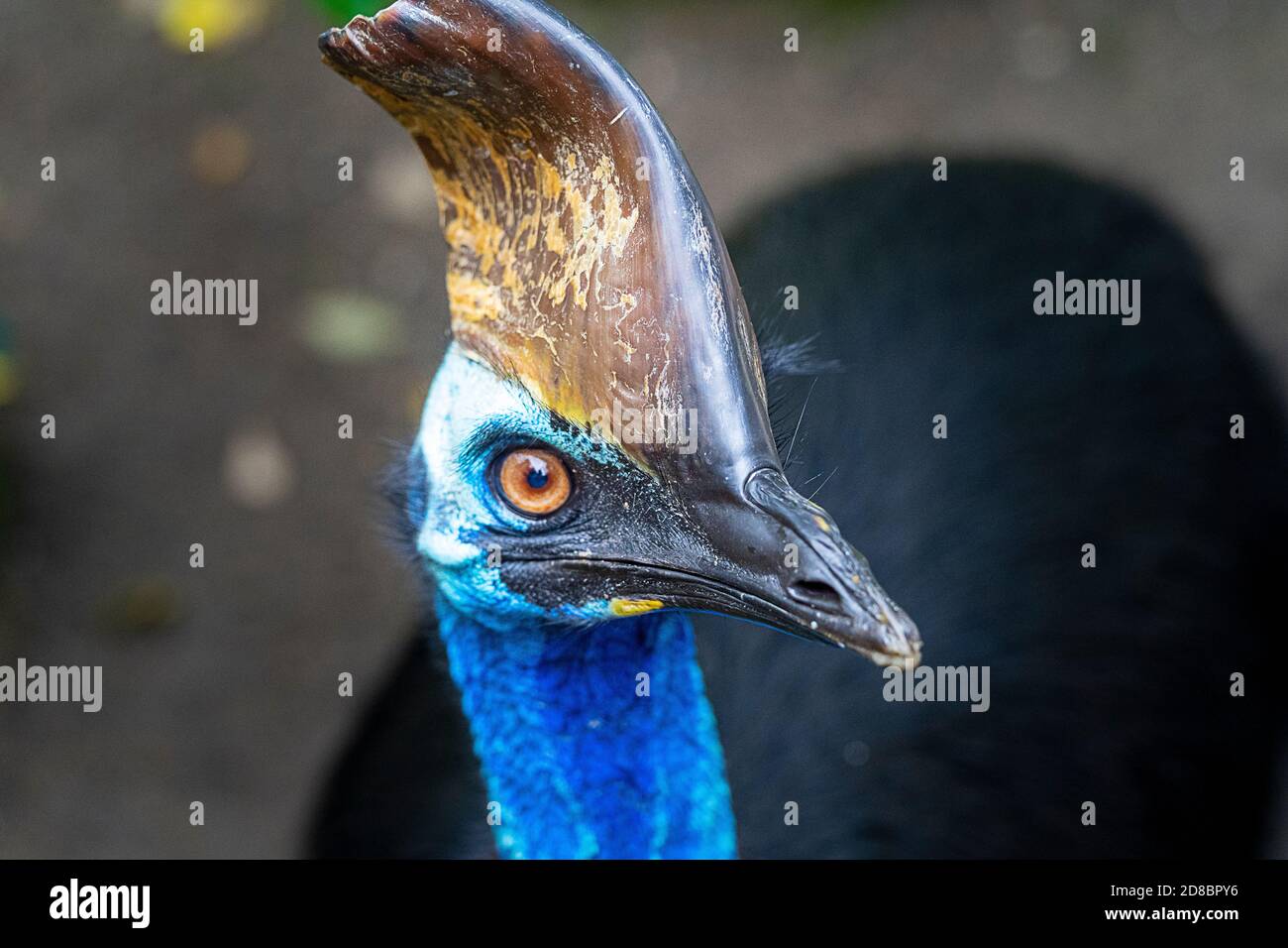 Casuario meridionale (Casuarius casuarius) Foto Stock