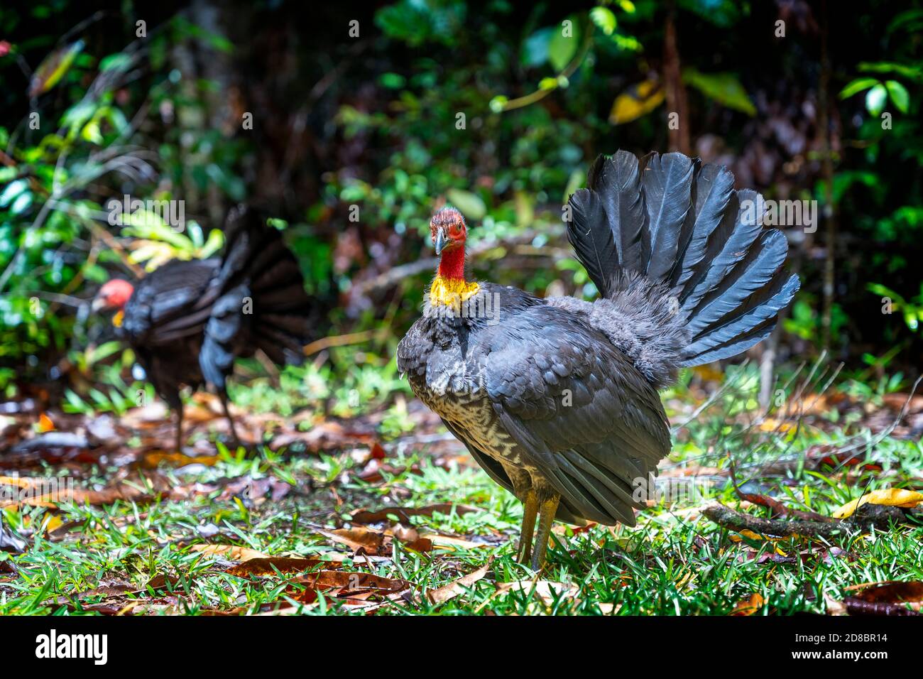 Australian Brush-turkey (Alectura lathami), Daintree , Queensland del Nord Foto Stock