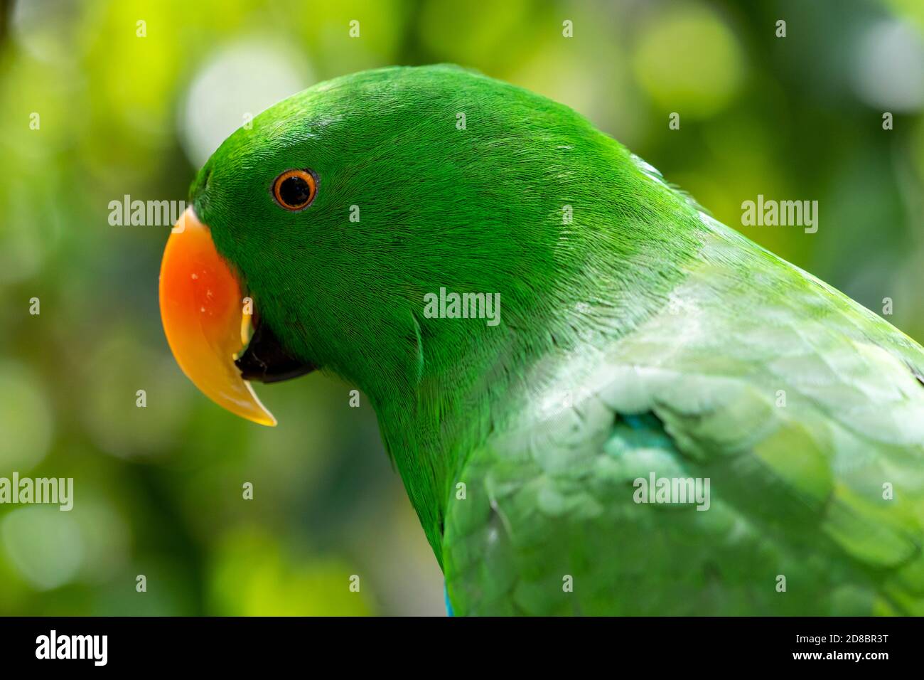 Eclectus pappagallo (Eclectus roratus) Foto Stock