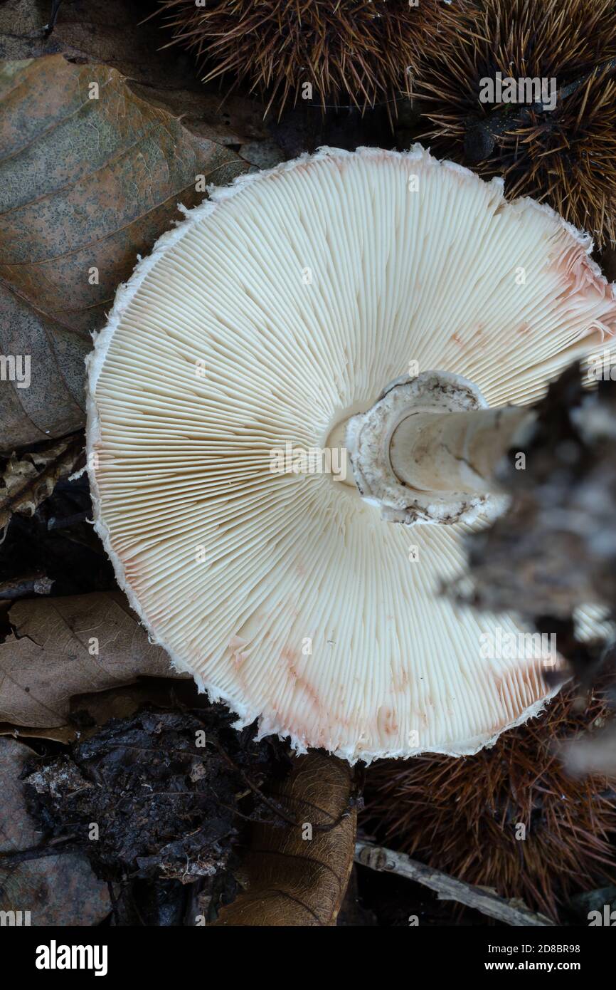 Mostra la struttura delle branchure del fungo del parasolo o del macrolepiota procera. Questo campione trovato nel bosco di ottobre in Francia. Foto Stock