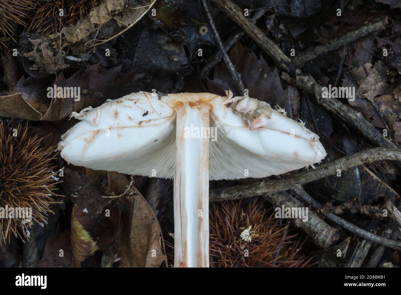 Una sezione trasversale del fungo del parasolo o procera del macrolepiota. Le branchie non sono attaccate allo stelo e lo stelo è parzialmente cavo. Foto Stock