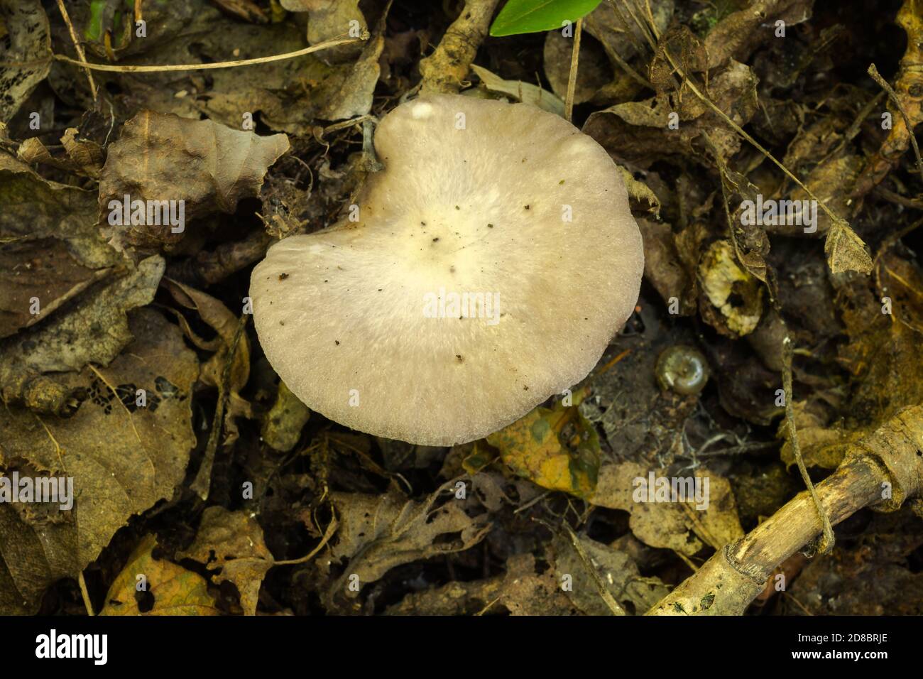 Il blewit o clitocybe nuda trovato in boschi francesi nel mese di ottobre. Foto Stock