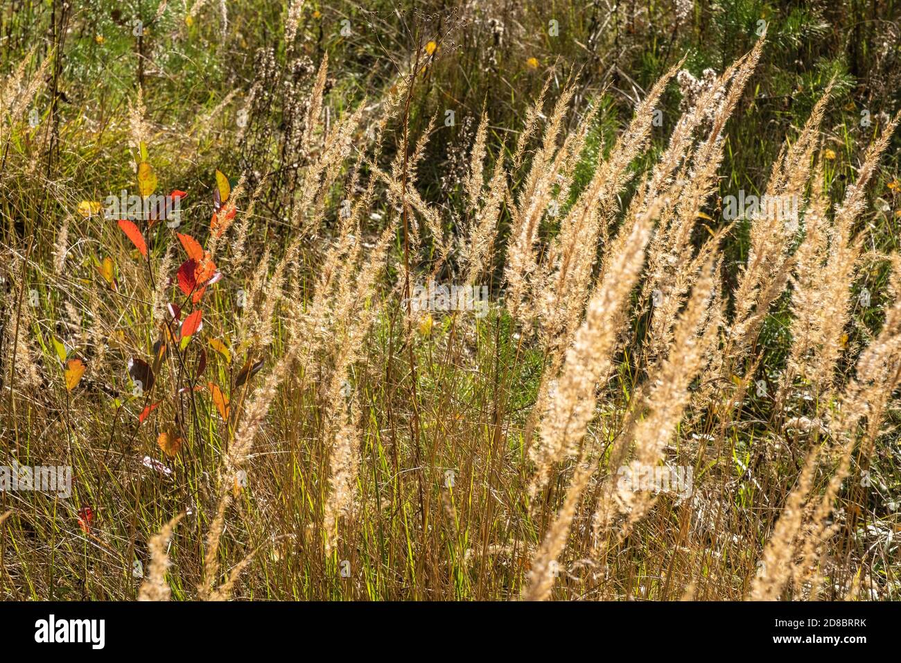 Alti steli di erba secca e pianta con foglie rosse alla luce del sole. Foto Stock