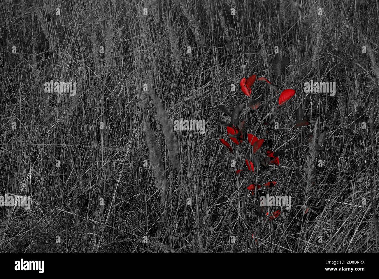 Foglie rosse luminose su sfondo bianco e nero di erba secca, sparate in primo piano. Foto Stock