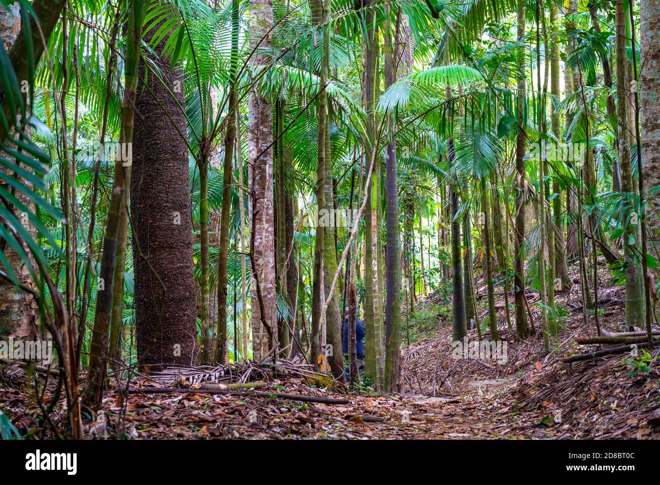 Habitat della foresta pluviale, Parco Nazionale di Eungella, Queensland del Nord, Australia Foto Stock