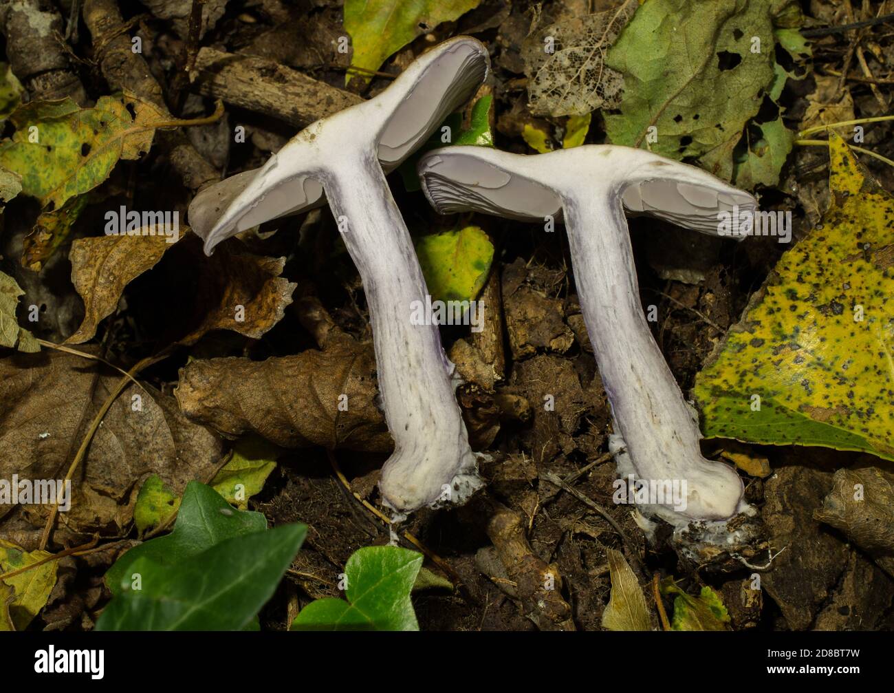 Una sezione trasversale della nuda blewit o clitocibe che mostra lo stelo interno brunastro del fungo maturo. Foto Stock