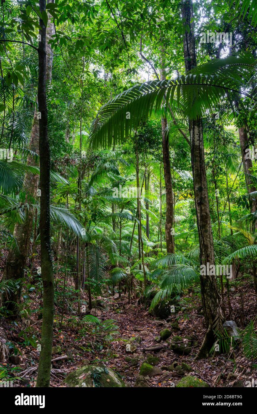 Habitat della foresta pluviale, Parco Nazionale Eungella, Queensland Nord Australia Foto Stock