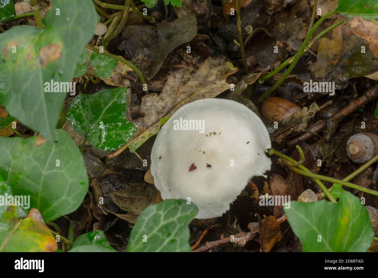 Il fungo del pane dolce o il prunulus del clitopilus che cresce in una foresta molto umida in Francia. Foto Stock