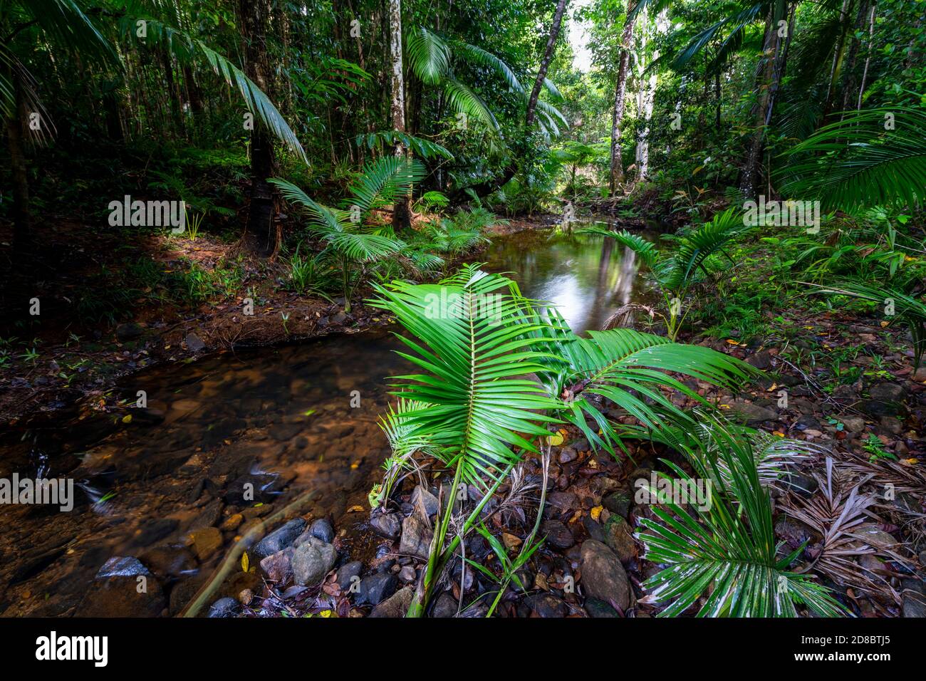 Rainforest lungo il sentiero pedonale di Lacey Creek vicino a Mission Beach North Queensland, Asutralia Foto Stock