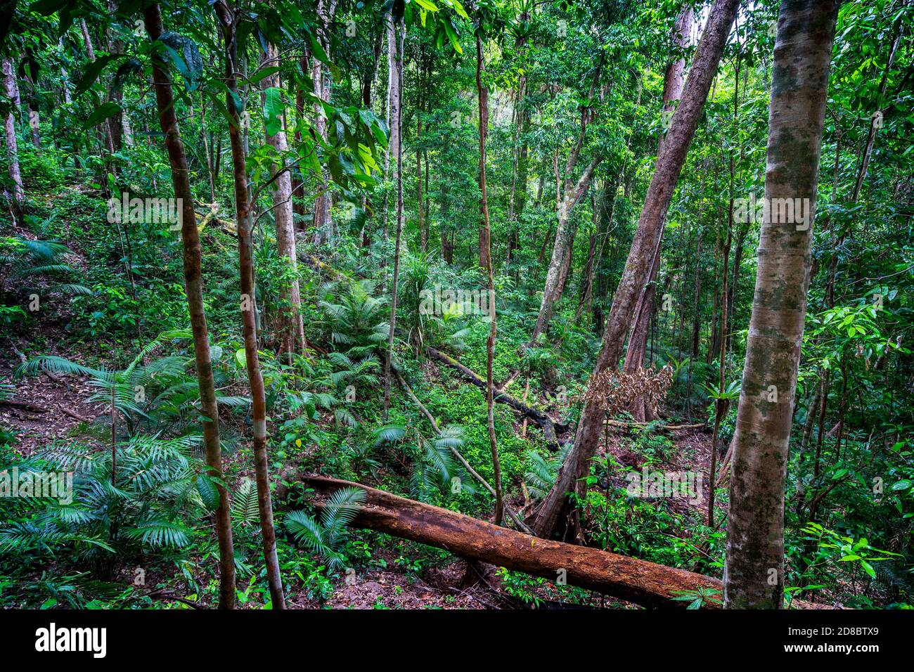 Habitat della foresta pluviale, Mossman Gorge, Queensland del Nord Foto Stock