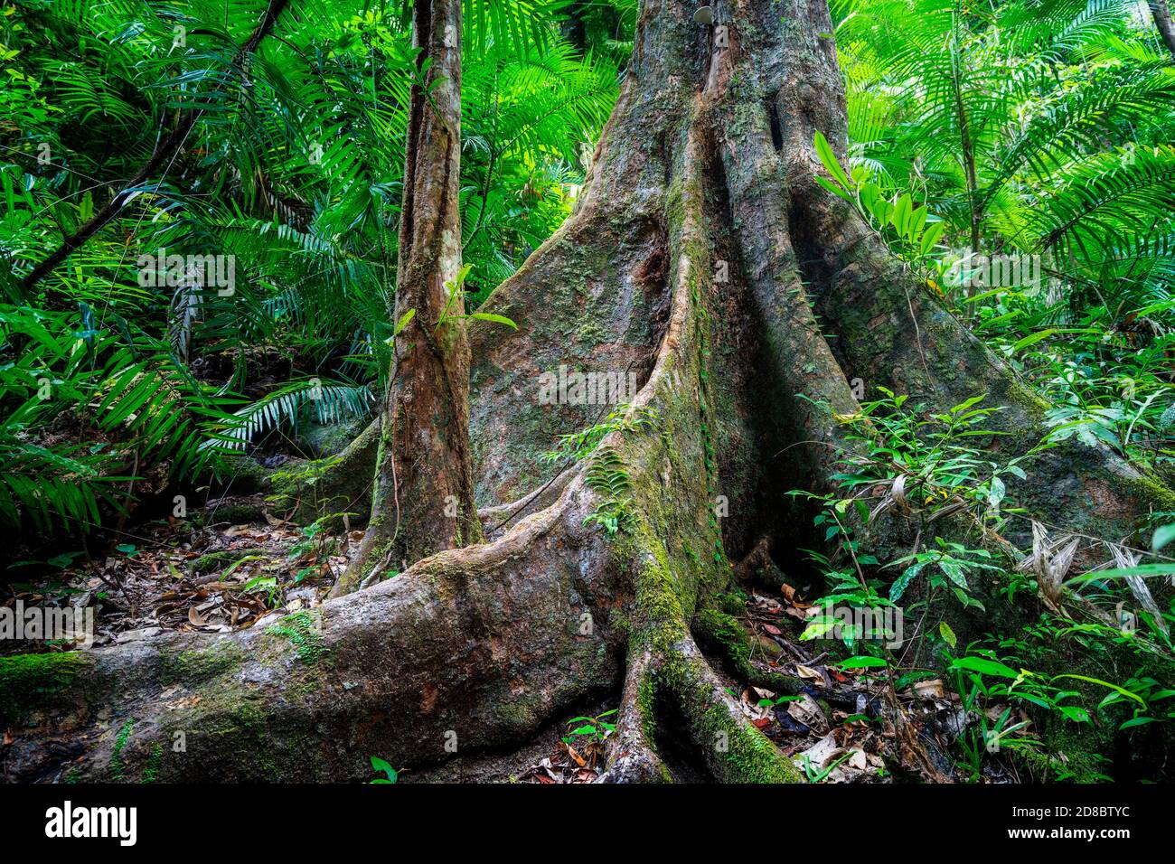 Radici di contrafforti su albero antico, Mossman Gorge North Queensland Foto Stock