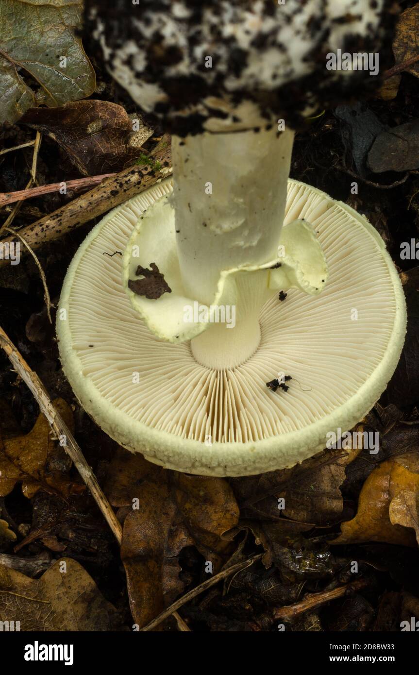 Le branchie e la gonna del cappuccio di morte o del fungo di amanita phalloides. Foto Stock