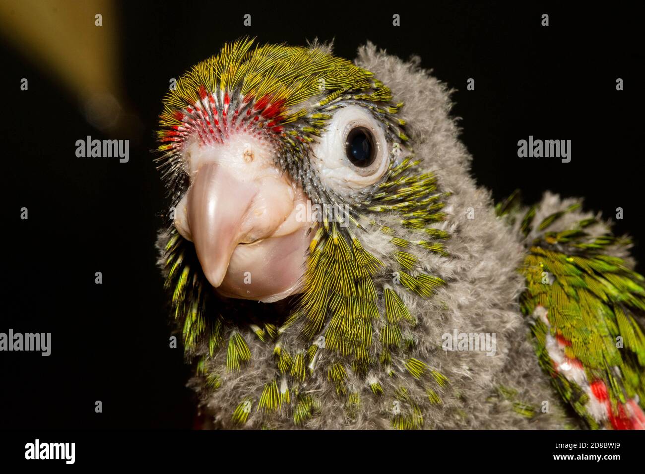 Un giovane parakeet El Oro (Pyrhura orcesi), una specie di pappagallo in via di estinzione endemica dell'Ecuador. Foto Stock