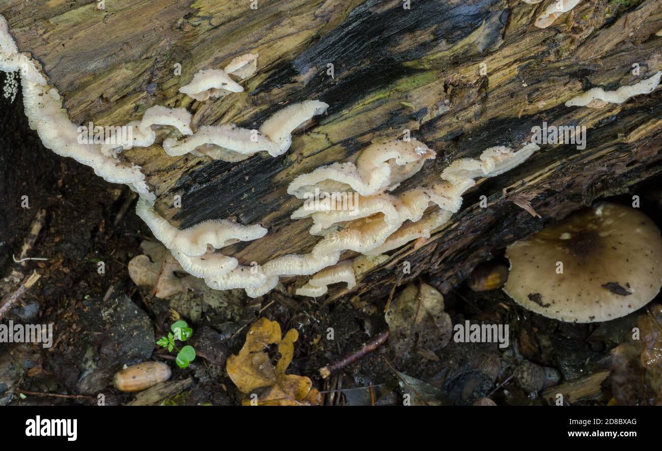 Il fungo di marciume di gelatina o tremellosa di flebia che si sta sviluppando su un ramo dell'albero di marciume. Foto Stock