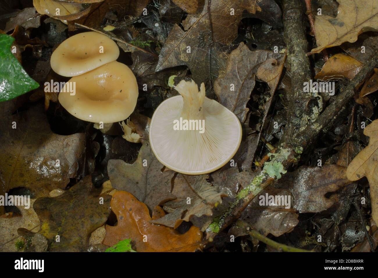 La parte inferiore del fungo funnelcap o infundibulicybe gibba accanto a due esempi dello stesso. Foto Stock