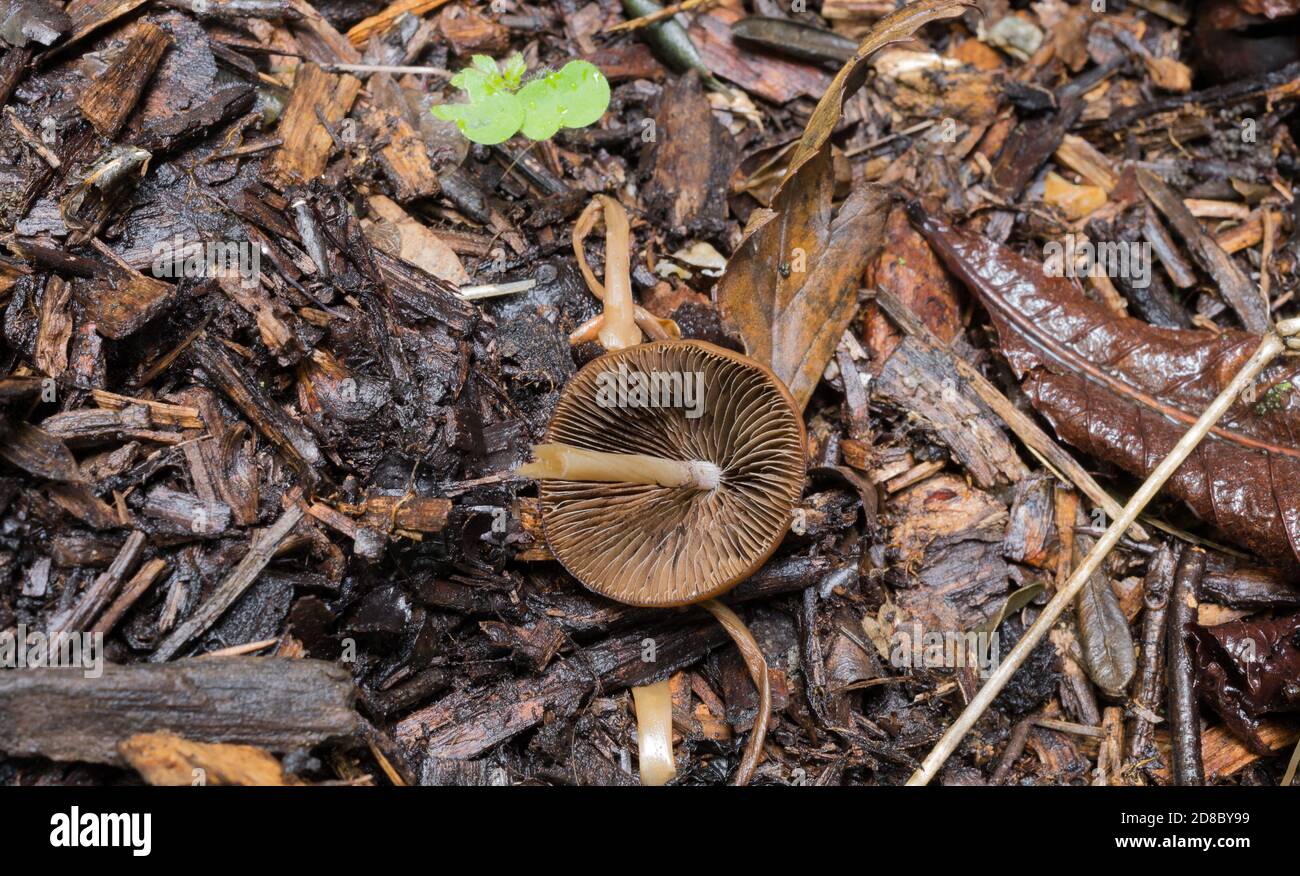 Le branchie del fungo della capsula liberty o psilocibe semilanceata. Foto Stock