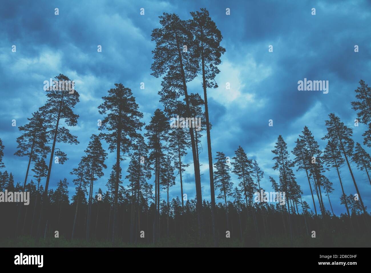 Suggestivo paesaggio forestale. Silhouette di pini alti contro il cielo nuvoloso scuro Foto Stock