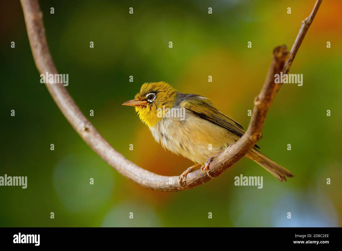 Isole Figi bianco-eye (Zosterops explorator) seduto su un ramo di albero. È endemica delle isole Figi. Foto Stock