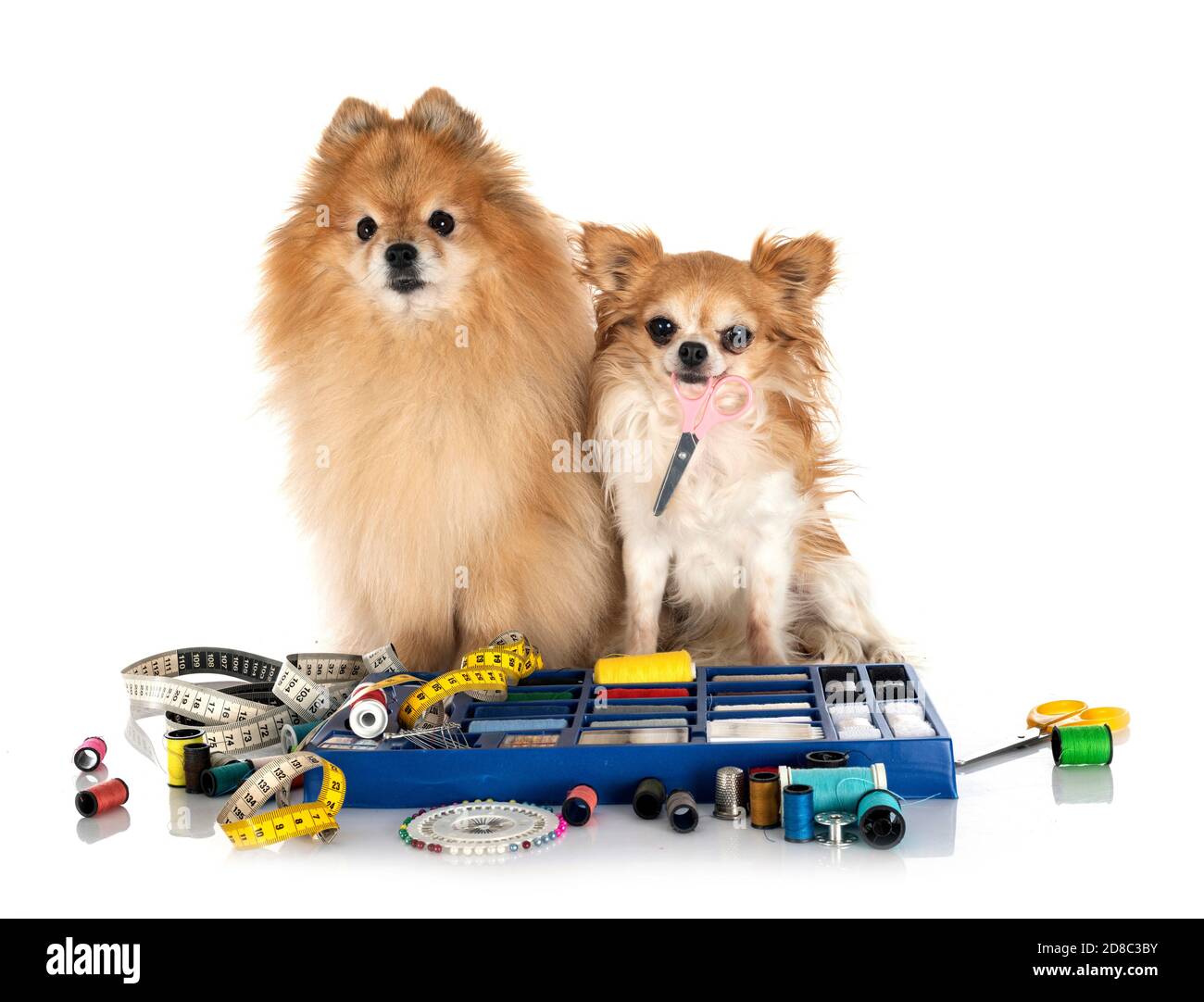 Accessori per cucire e piccolo cane di fronte a sfondo bianco Foto Stock