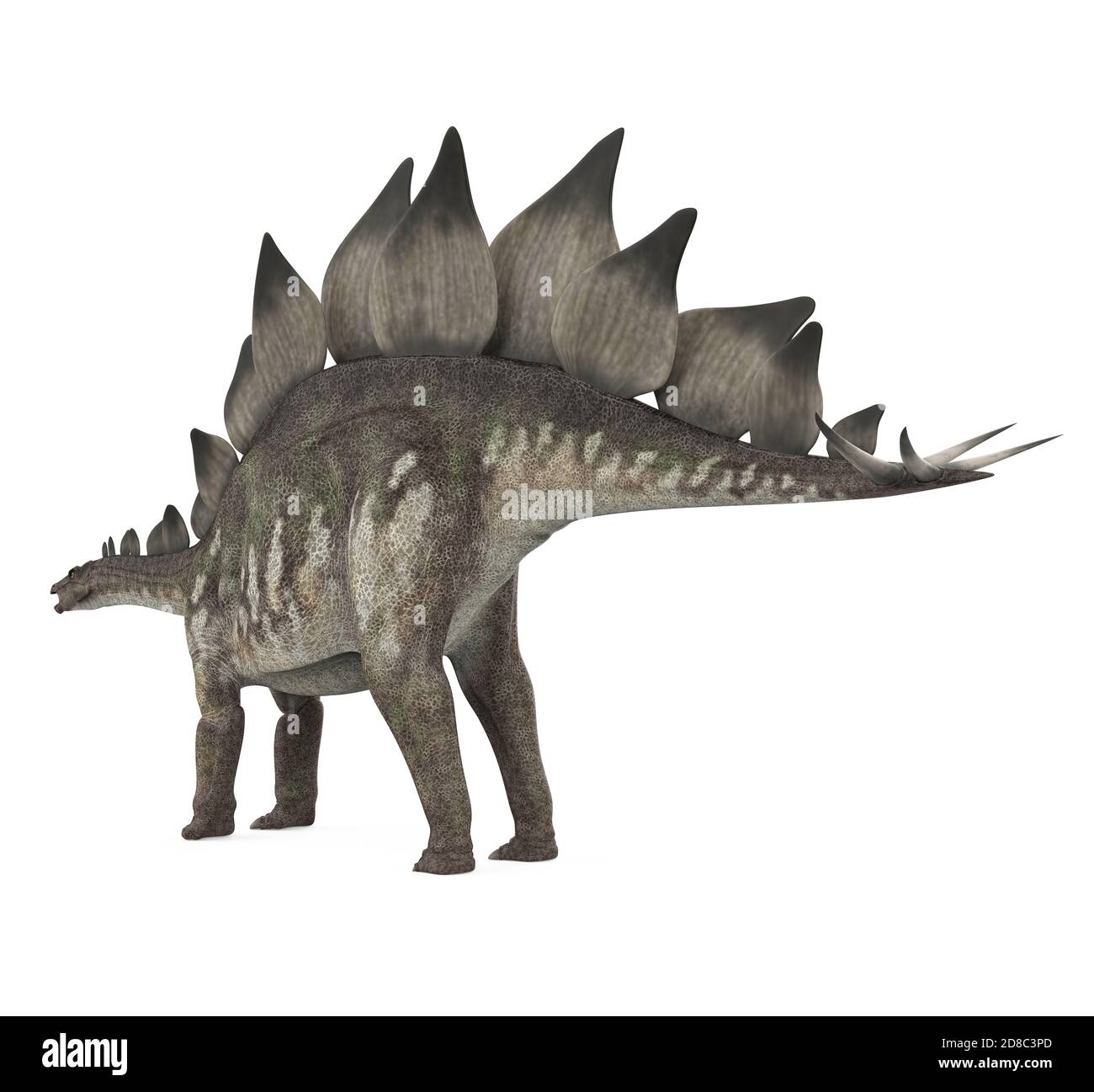 Stegosaurus Dinosauro isolato Foto Stock