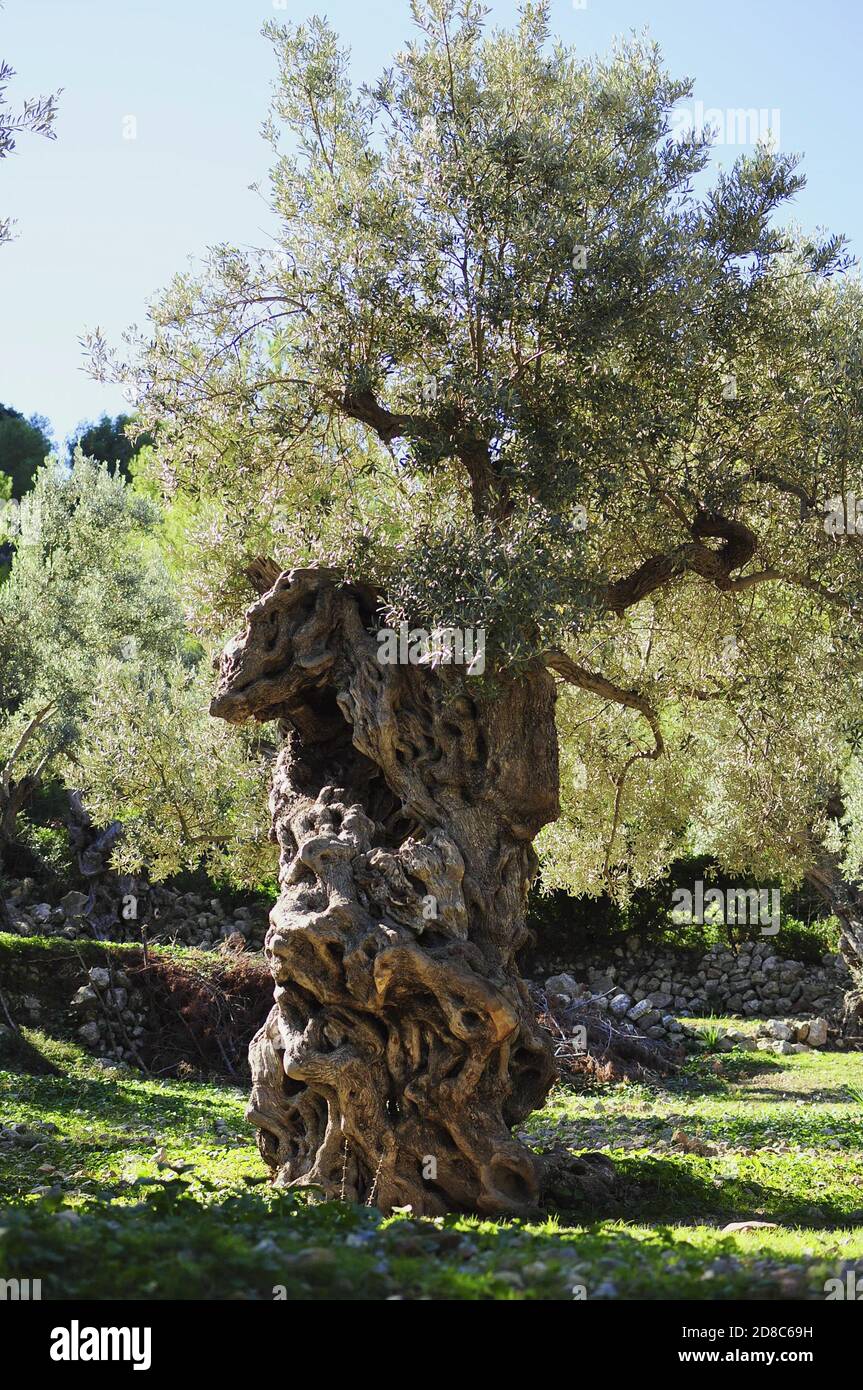 Immagine verticale di un bell'albero con una struttura spessa trunk Foto Stock