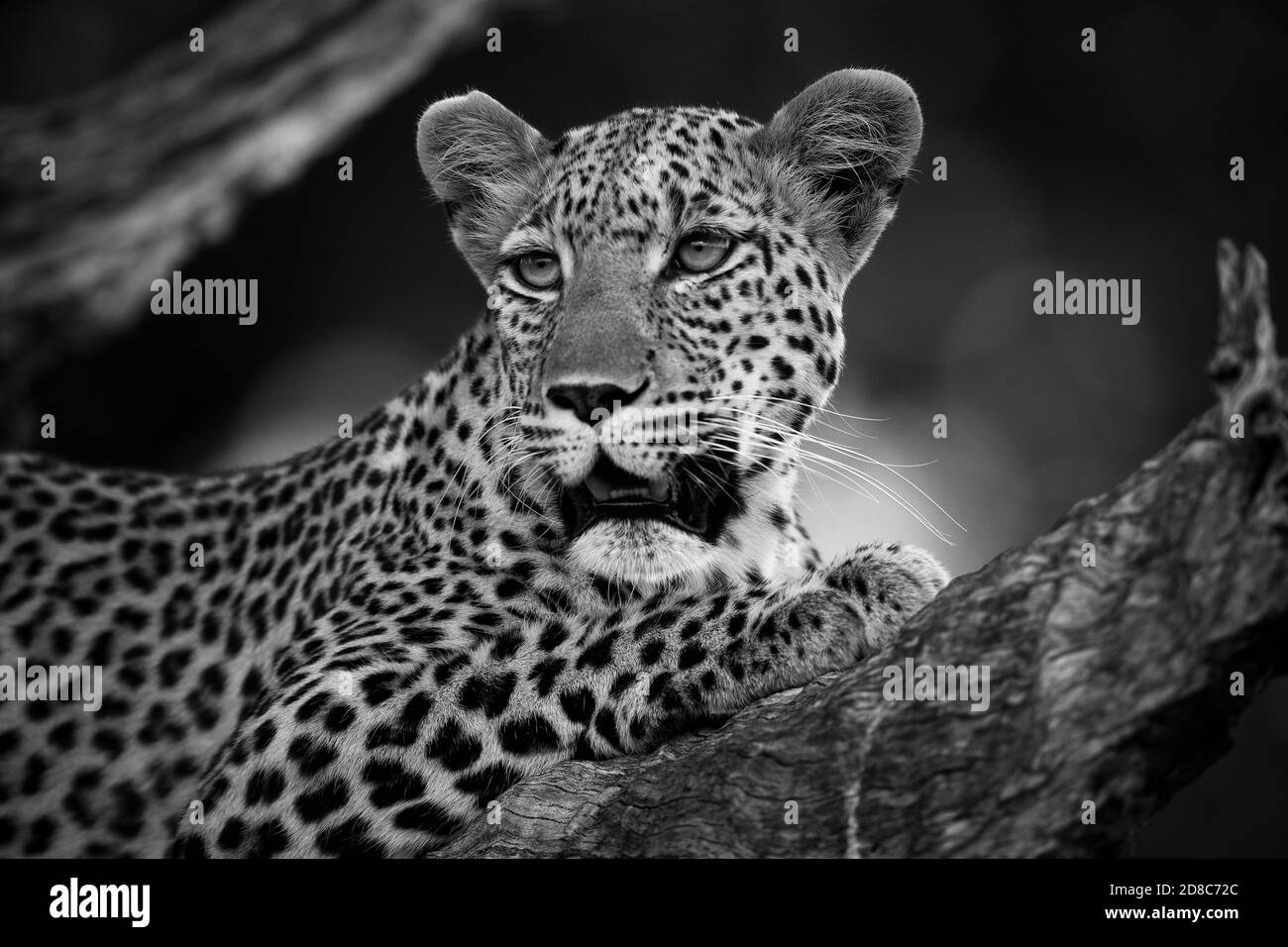 Leopardo (Panthera pardus) in Botswana, Africa. Foto Stock