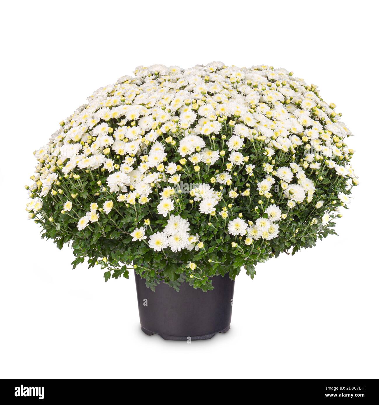 Crisantemo Bianco fiore Foto Stock