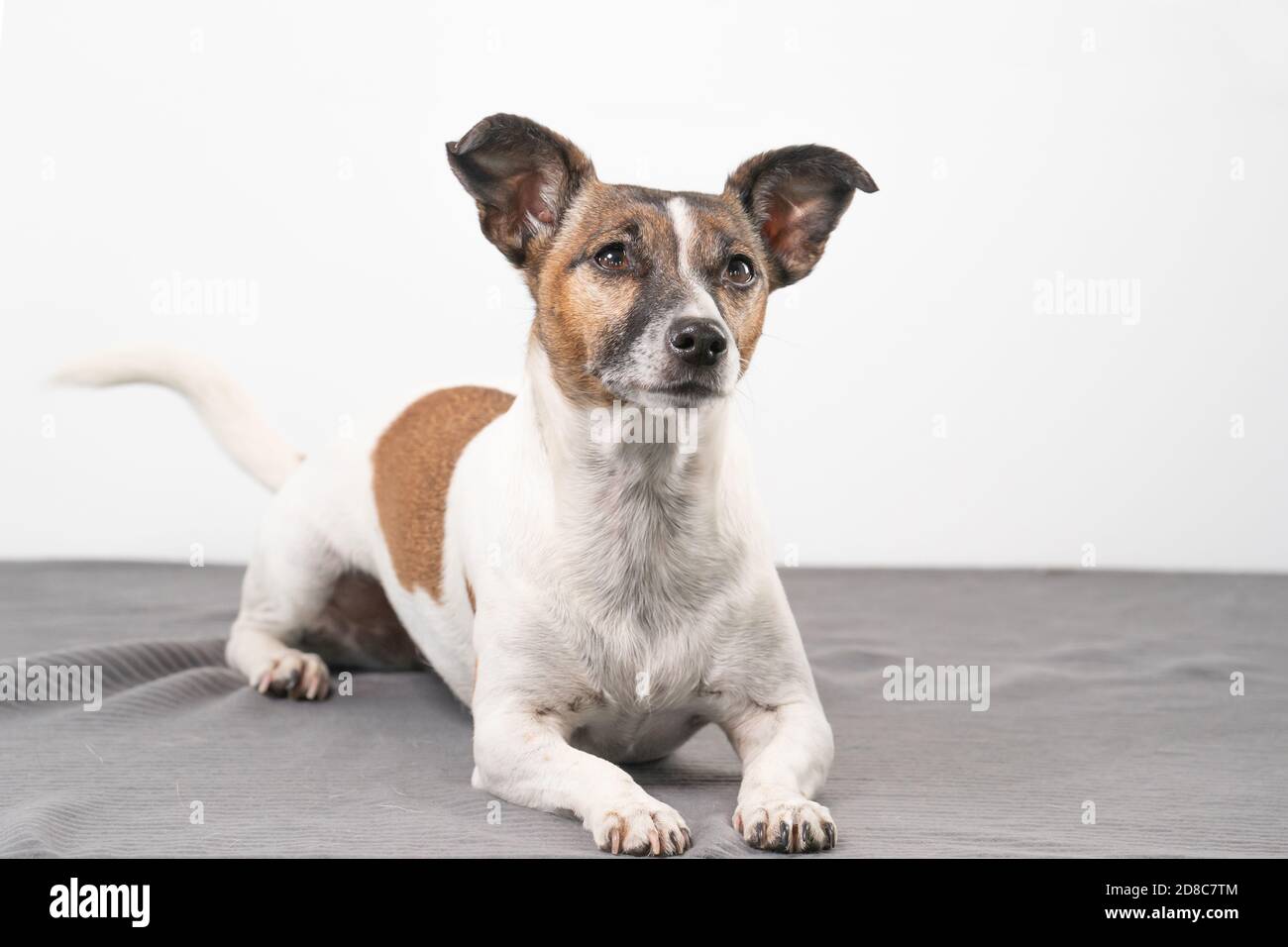 Black And White Jack Russel Immagini E Fotos Stock Alamy