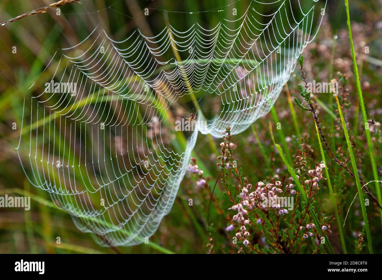 Una rete di ragni negli altopiani della Scozia. Foto Stock