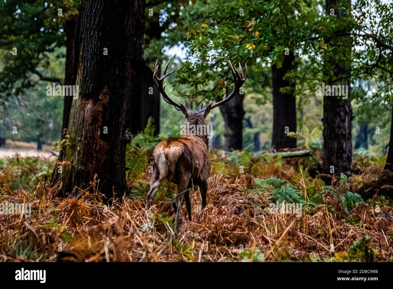 Stags e cervi nel parco Richmond a Londra Foto Stock