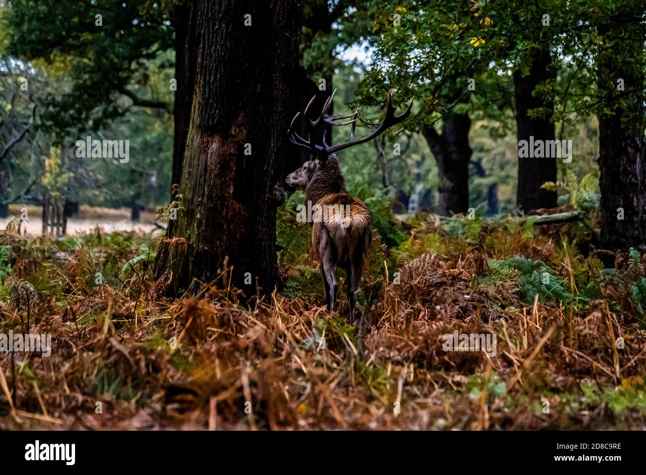 Stags e cervi nel parco Richmond a Londra Foto Stock