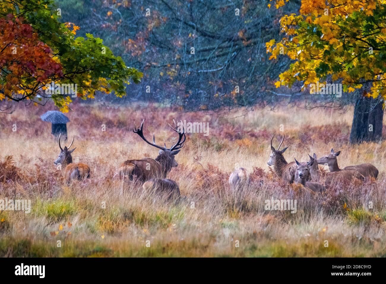 Stags e cervi nel parco Richmond a Londra Foto Stock
