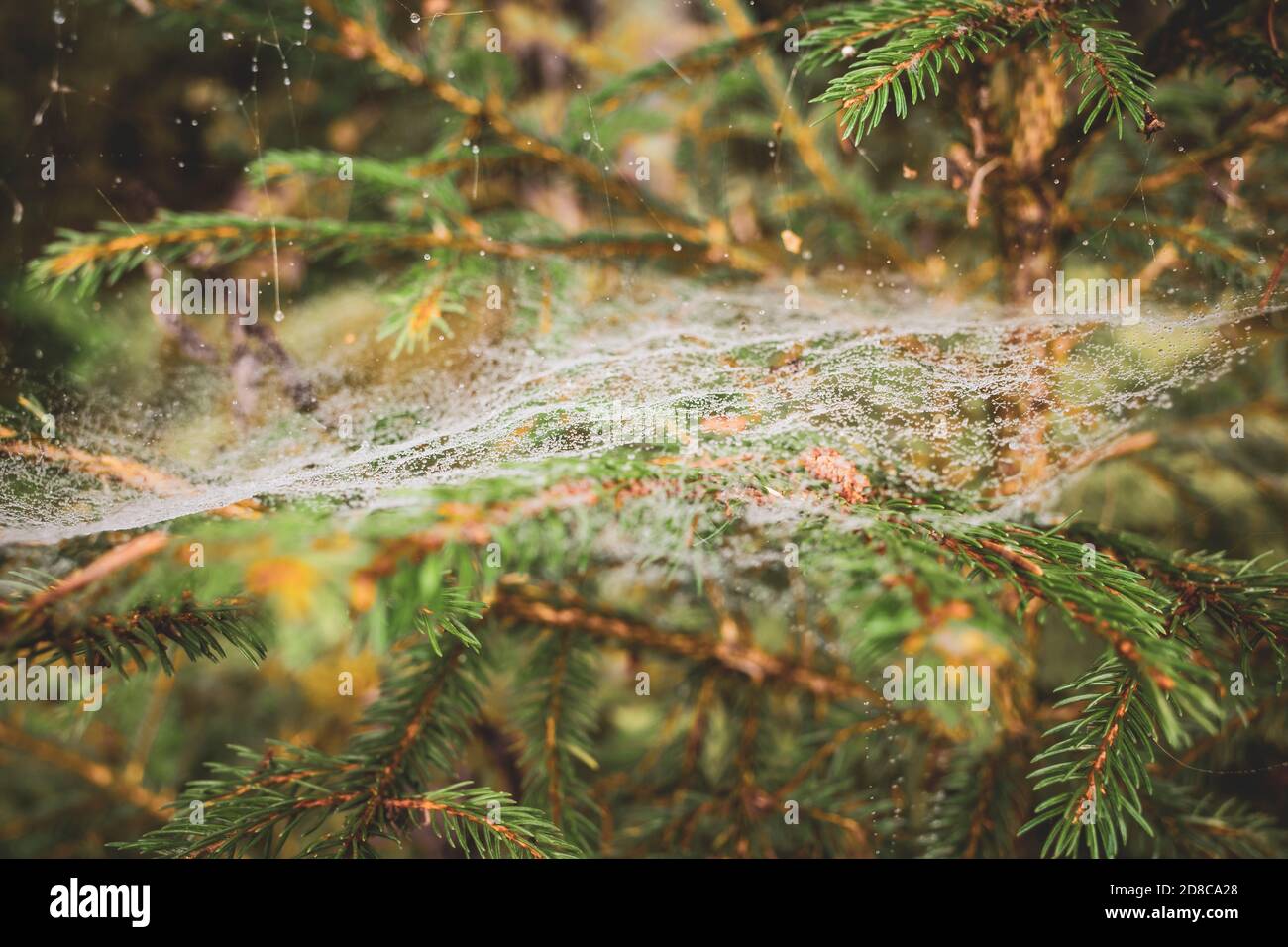 ragnatela con rugiada sui rami di un albero Foto Stock