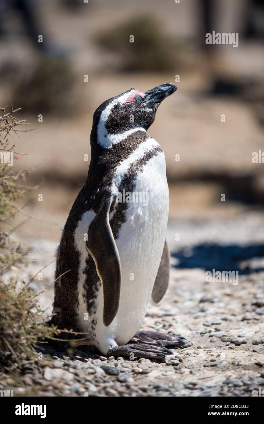 Bella dimora isolata di pinguini libero in un parco nazionale naturale nel nord Patagonia vicino alla città di Puerto Madryn in Argentina. unesco mondo herit Foto Stock