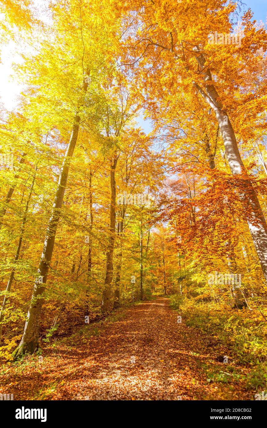 Sentiero escursionistico nella bella foresta colorata in autunno Foto Stock