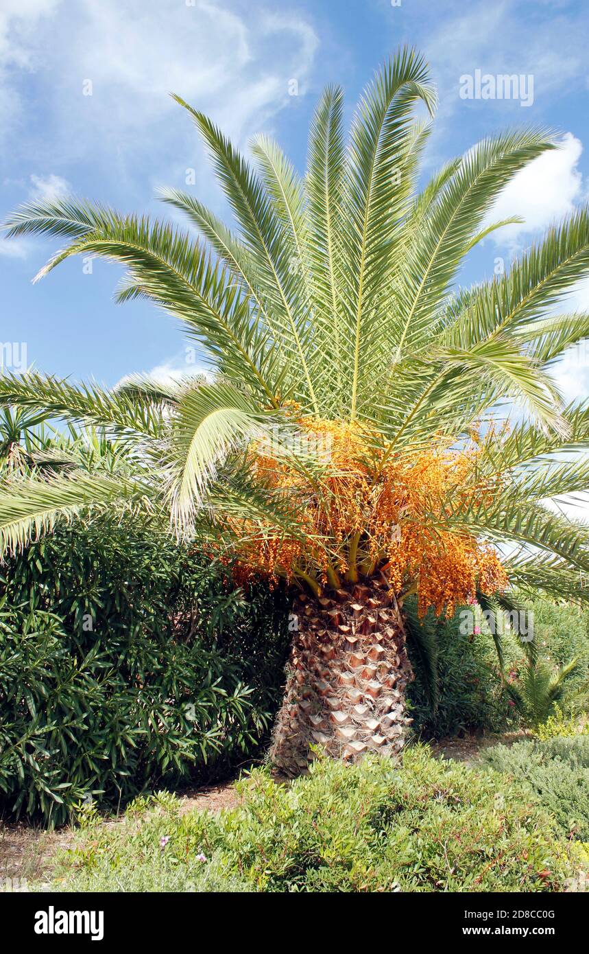 Phoenix dactylifera 'date Palm' recante frutta commestibile dolce Corsica Francia Foto Stock
