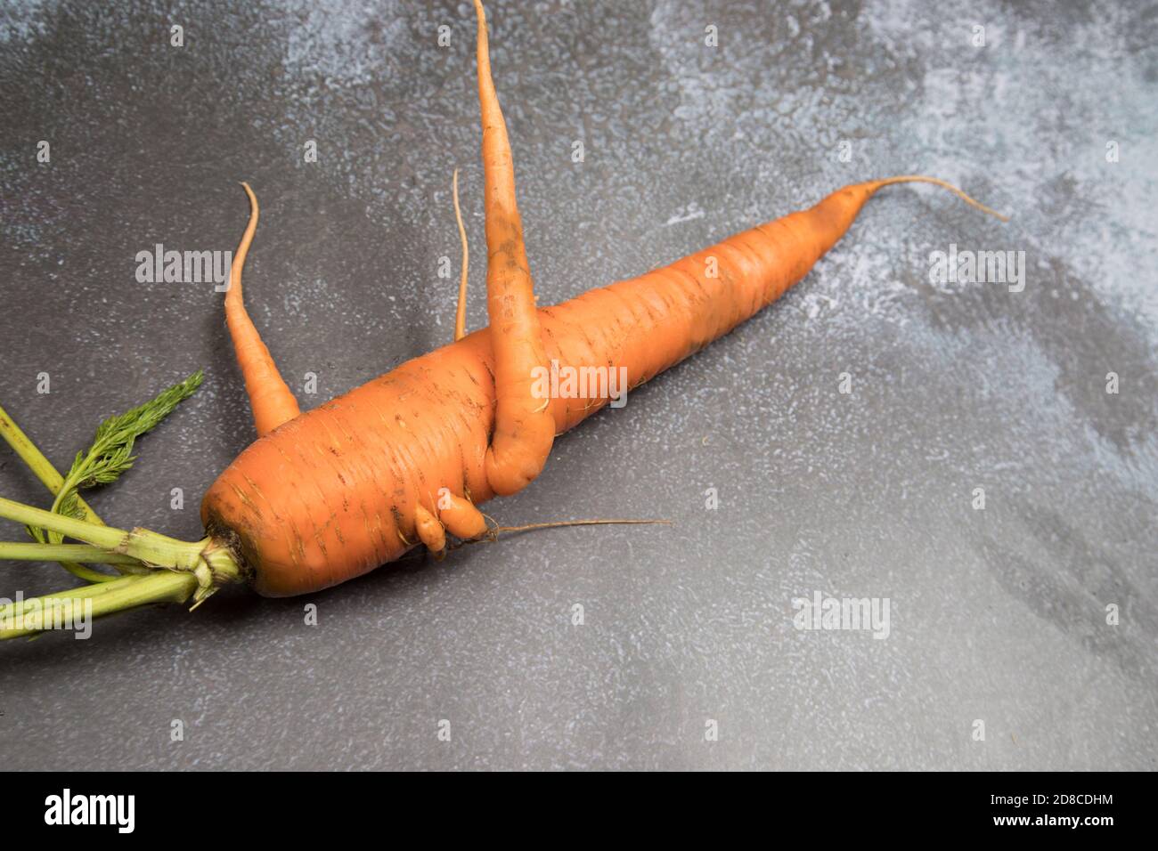 Un brutto raccolto di radici di carote con diversi germogli su uno sfondo grigio. Orientamento orizzontale. Inserire uno spazio per la copia Foto Stock